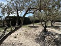 2 Bed 1 Bath Finca for sale in la Romana. in Spanish Fincas