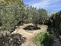 2 Bed 1 Bath Finca for sale in la Romana. in Spanish Fincas