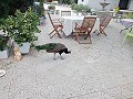 Lovely 5 bed 1 Bath Villa near the Town of Sax in Spanish Fincas