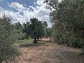 Superbe maison de campagne avec 4 chambres et terrain de 20 000 m2 in Spanish Fincas