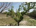 Lovely 3 Bedroom 2 Bathroom Country House in Villena. in Spanish Fincas