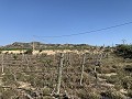 Parcela edificable cerca de Monforte del Cid in Spanish Fincas