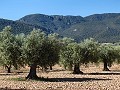Gran oportunidad de casa de campo en las afueras de Pinoso in Spanish Fincas
