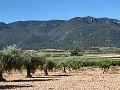 Gran oportunidad de casa de campo en las afueras de Pinoso in Spanish Fincas
