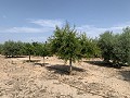 Villa mit privatem Pool, 3 Schlafzimmern, separater Garage und Olivenbäumen in Spanish Fincas