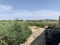 Villa mit privatem Pool, 3 Schlafzimmern, separater Garage und Olivenbäumen in Spanish Fincas