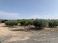 Villa mit privatem Pool, 3 Schlafzimmern, separater Garage und Olivenbäumen in Spanish Fincas