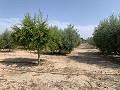Villa mit privatem Pool, 3 Schlafzimmern, separater Garage und Olivenbäumen in Spanish Fincas