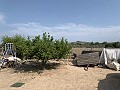 Villa mit privatem Pool, 3 Schlafzimmern, separater Garage und Olivenbäumen in Spanish Fincas