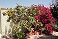 Lovely 3 Bed 2 Bath Villa in Abanilla. in Spanish Fincas