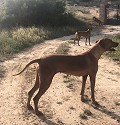 Schöne, netzunabhängige Finca mit 4 Schlafzimmern und 1 Bad in Almansa. in Spanish Fincas