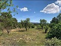 Schöne, netzunabhängige Finca mit 4 Schlafzimmern und 1 Bad in Almansa. in Spanish Fincas