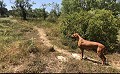 Schöne, netzunabhängige Finca mit 4 Schlafzimmern und 1 Bad in Almansa. in Spanish Fincas