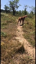 Schöne, netzunabhängige Finca mit 4 Schlafzimmern und 1 Bad in Almansa. in Spanish Fincas