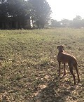 Schöne, netzunabhängige Finca mit 4 Schlafzimmern und 1 Bad in Almansa. in Spanish Fincas