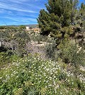 Pretty Country Home in Spanish Fincas