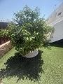 Precioso apartamento de 2 dormitorios y 2 baños, en Vistabella golf Los Montesinos. in Spanish Fincas