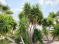 Lovely 5 bedroom 4 Bath Villa in Pinoso. in Spanish Fincas