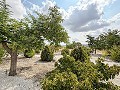 Lovely 5 bedroom 4 Bath Villa in Pinoso. in Spanish Fincas