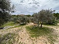 Spiritual retreat in Sax with endless possibilities in Spanish Fincas