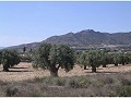 Plot of land for sale in (Rincon Del Moro.) Sax in Spanish Fincas