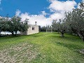 Luxusvilla mit Sommerküche 15 Minuten von Elche entfernt in Spanish Fincas