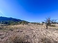 Finca with more than 20,000 m² of land with extensive possibilities in Spanish Fincas