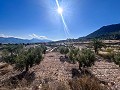 Finca with more than 20,000 m² of land with extensive possibilities in Spanish Fincas