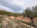 Rustic land in a privileged area of Onil in Spanish Fincas