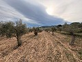 Rustic land in a privileged area of Onil in Spanish Fincas