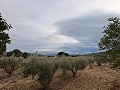 Rustic land in a privileged area of Onil in Spanish Fincas