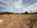 Beautiful plot in perfect condition in Yecla in Spanish Fincas