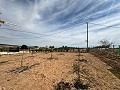 Beautiful plot in perfect condition in Yecla in Spanish Fincas