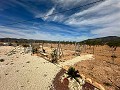 Beautiful plot in perfect condition in Yecla in Spanish Fincas