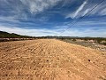 Beautiful plot in perfect condition in Yecla in Spanish Fincas